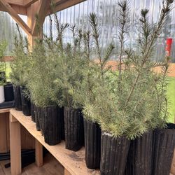 Douglas Fir Seedling