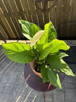 Peace Lilly/ Lirio de la Paz/ Cuna de Moises