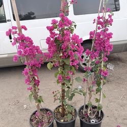 Bougainvillea flower plants