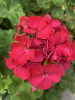 Geraniums