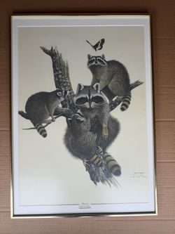 Raccoon (Procyon lotor) Wildlife Fine Art Print Ray Harm