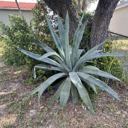 Agave Plant