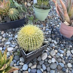 Succulents and cactus