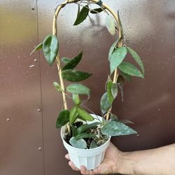 6” hoya caudata sumatra 