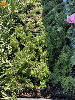 Myoporum