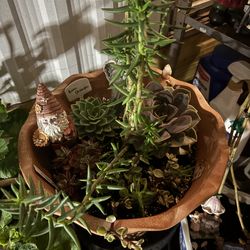 Plants with pot included