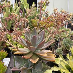 Succulent Pot 