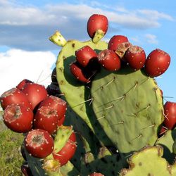 Prickly Pear Plants