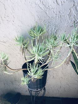 Succulent Plant