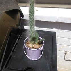 Succulents In A Metal Decorative Pail