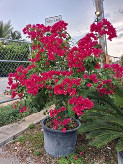Bougainvillea trees on sale now $350