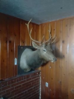 10 point elk shoulder mount