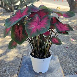 Caladium Rosebud Medium #3