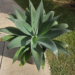 Foxtail Agave Plant