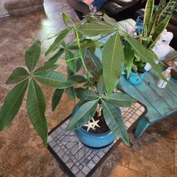 2ft Tall Money Tree Plant In New Ceramic Pot 