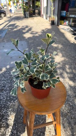 Ficus Triangularis Fig