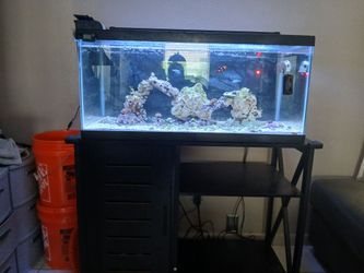 40 gallon saltwater tank
