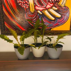 $5 3 Indoor Tropical Plants Philodendron & Aglaonema