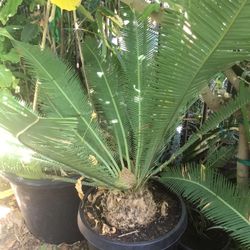 Encephalartos Cycad Dioon In 15 gallons