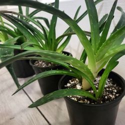 🌿Healthy Live Aloevera Plant In Pot 4" ~ Easy To Grow ~ $5/Ea 