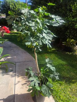 Chaya Plant Medesinal