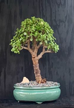 Bonsai Jade