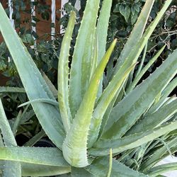 Aloe Vera pot plant