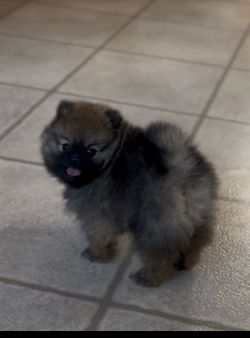 Turf Grass for puppies