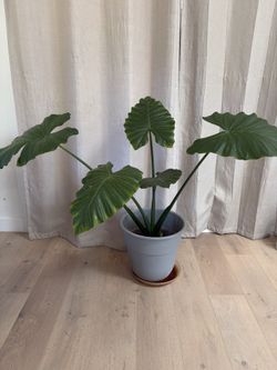 Large Elephant Ear Alocasia