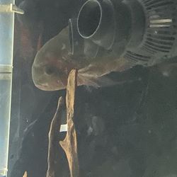 Fish, Aquarium, Fish Tank