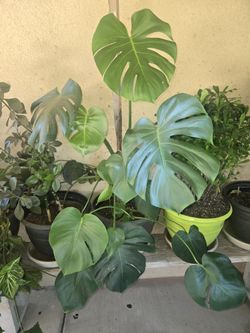 Costilla De Cristo Plant Swiss Cheese Plant