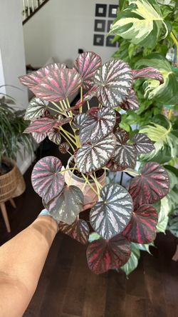 Begonia ‘Candy Stripes’