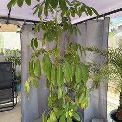 7 Foot Plant For Sale Half Price $200