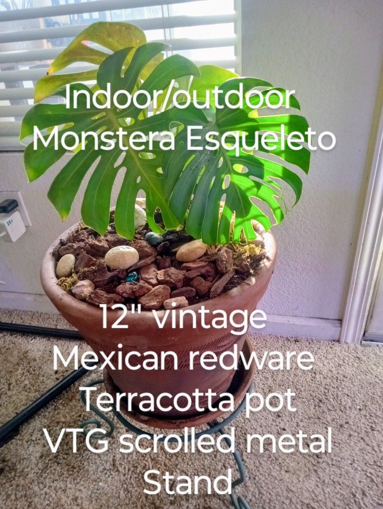 Monstera Esqueleto Indoor/Outdoor Type In Vintage Redware Terracotta Pot With Stand!