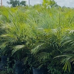 Areca Palm 7 Gal – Lush Privacy Hedge | Fast Growing!   