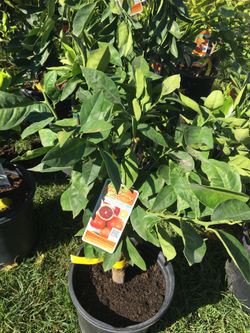 Diferentes árboles frutales