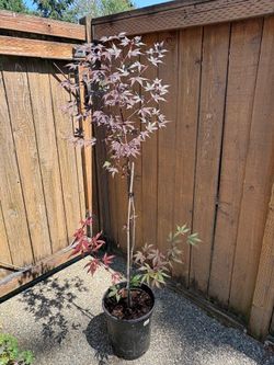 Japanese Red Maple