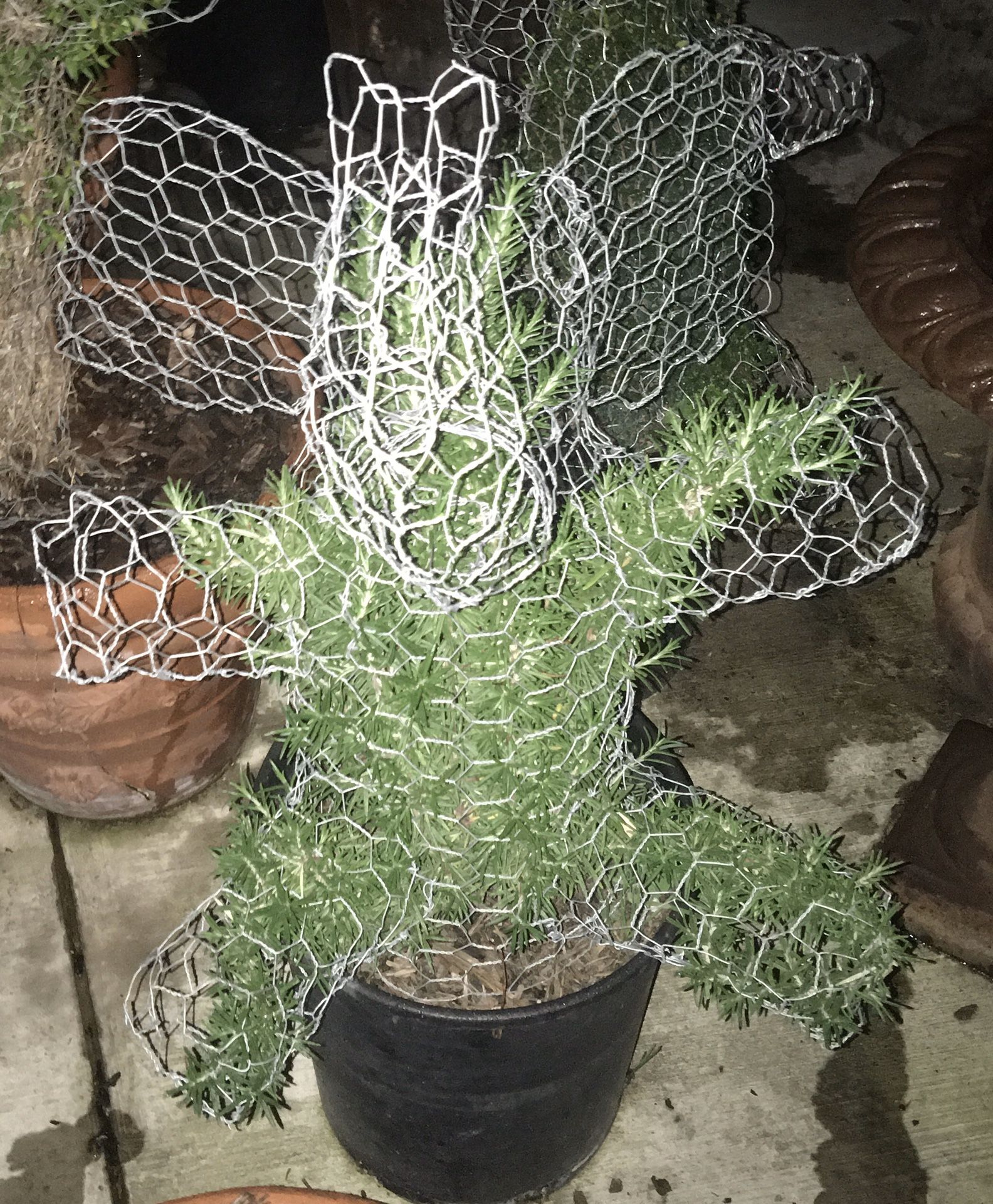 Topiary Animals & Shapes Elephants, Bears, Dogs, Dolphins, Hummingbirds, Cactus, Borrachas, Swans, Bears AND MORE!