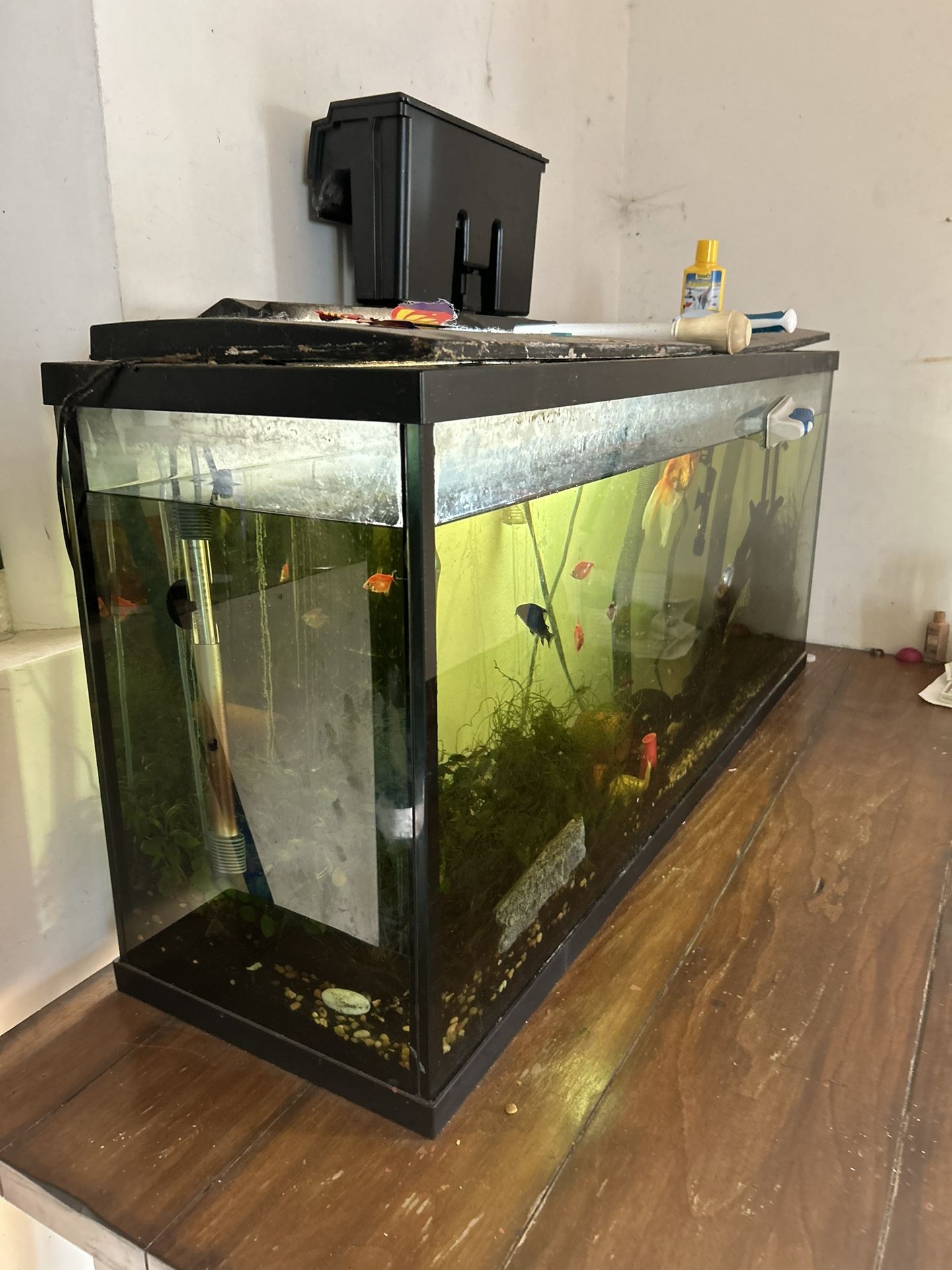 Freshwater Fish And Aquarium