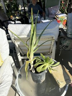 Alwa Vera plants great for face for itchy or burn skin