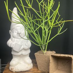 Plants Gnome 