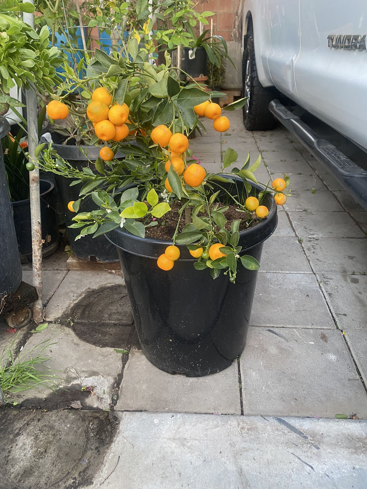 Kumquat Plant For Sale
