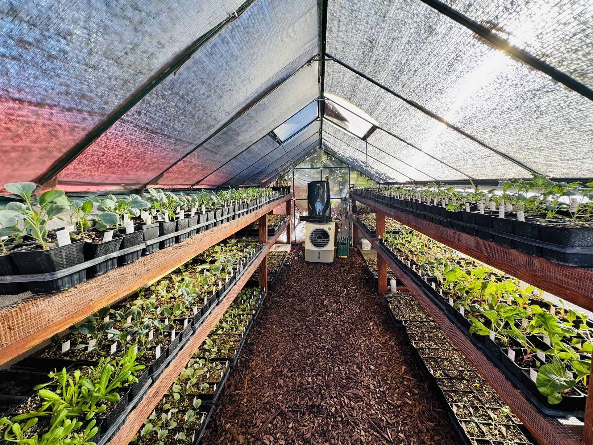 Veggie Plants/seedlings for Sale! π± π± π± π±