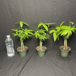 Rare Mini Money Trees-($20 each)