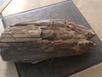 Petrified wood