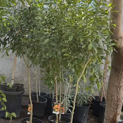 Calamondin Trees 6F The Tall $60 Each Price Firm 