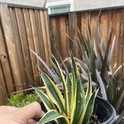 Agave Quadicolor
