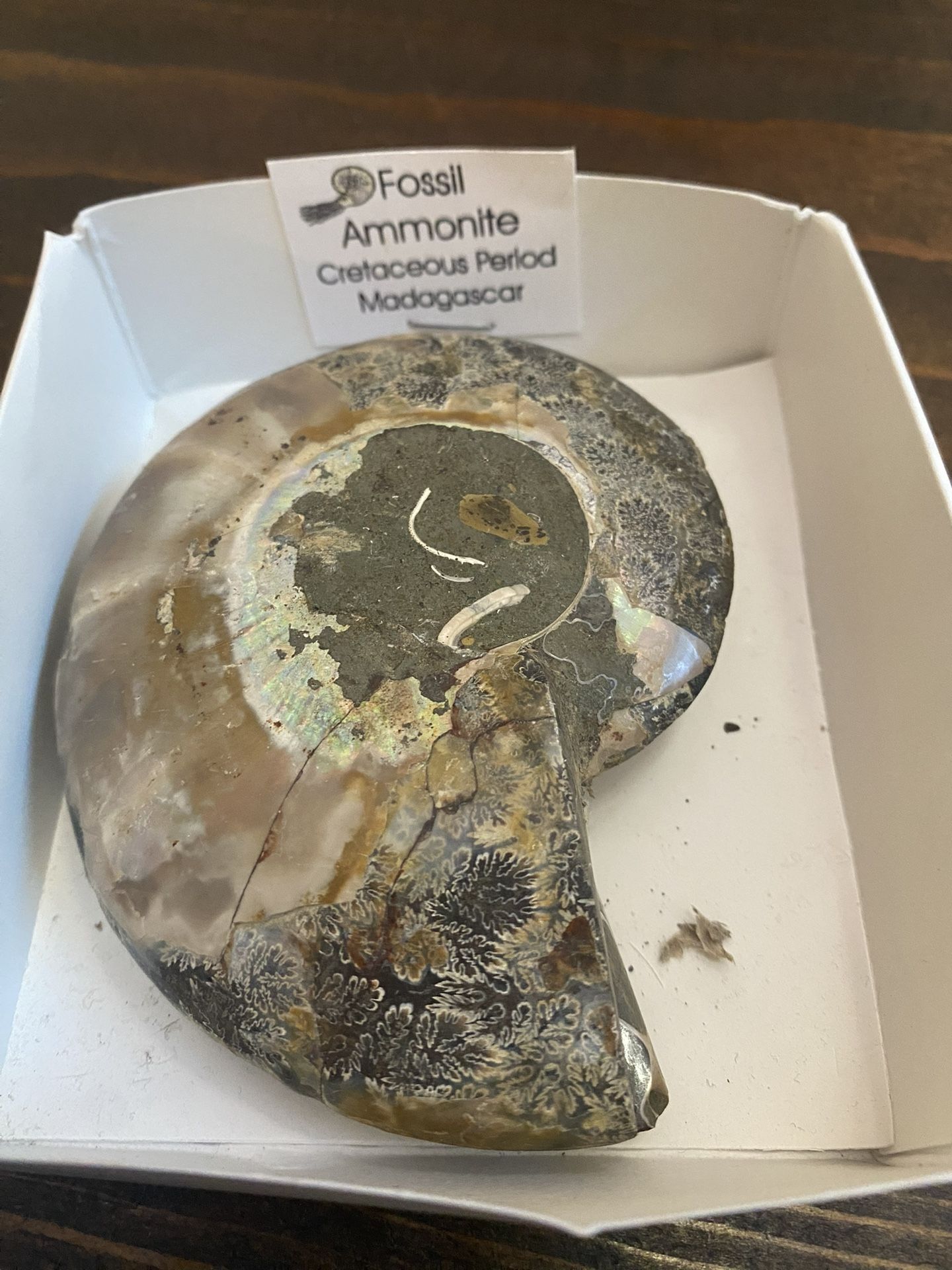 Ammonite Pair