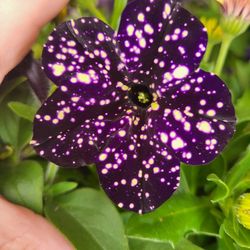 Rare Large Midnight Sky Galaxy Petunia Flower Plants! Several Colors Avaialble! Deep Midnight Purple With White Variagated Speckles That Look Like The