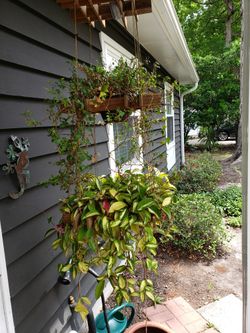 Hanging Hoyas and Small Ghost Ivy